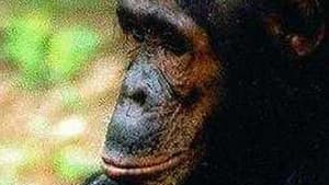 People of the Forest: The Chimps of Gombe — foto 1