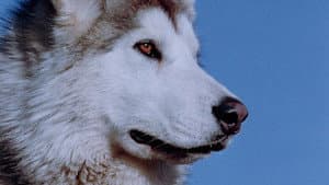 Nikki, Wild Dog of the North — foto 2