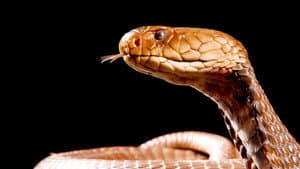 Cobra Mafia — foto 2