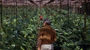 Paisagem: Um Olhar Sobre Roberto Burle Marx — foto 1