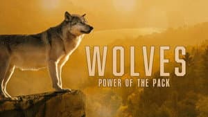 Wolves: Power of the Pack — foto 1