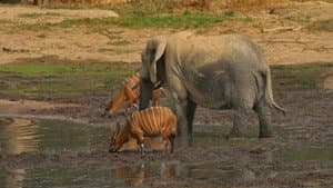 L' éléphant de forêt après l'éden — foto 1