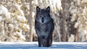 Une année parmi les loups — foto 1