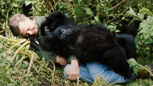 Una historia de gorilas contada por David Attenborough — foto 7