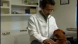 Accidente canino