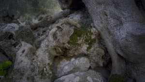 Pedra i oli — foto 5