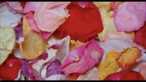 Cloud of Petals — foto 1
