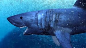 Shark Encounters of the Third Kind — foto 2