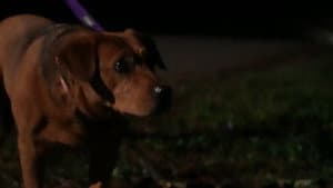 Night Walk — foto 1
