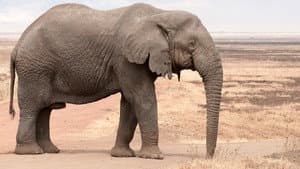 Africa's Elephant Kingdom — foto 2