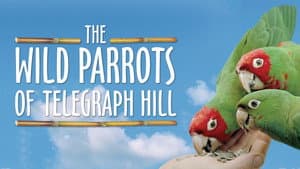 The Wild Parrots of Telegraph Hill — foto 7