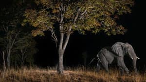 Elefantes fantasmas — foto 6