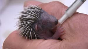 Year of the Hedgehog — foto 2