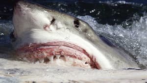 Killer Sharks: The Attacks of Black December — foto 1