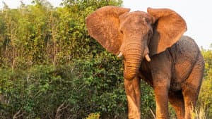 Victoria Falls: Africa's Garden of Eden — foto 5