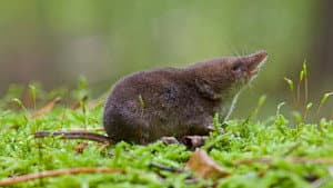 Super Small Animals — foto 2