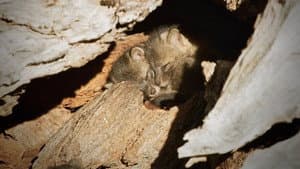 Back from the Brink: Saved from Extinction — foto 1
