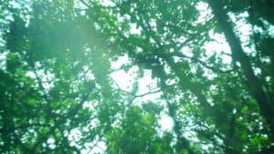 Far From the Grove — foto 1