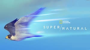 Super/Natural — foto 6