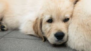 Puppy School for Guide Dogs — foto 1
