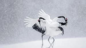Vincent Munier, éternel émerveillé — foto 2