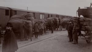 La Tragique Histoire de Fritz l'éléphant — foto 9