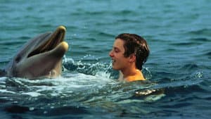 Flipper — foto 8