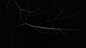 Tale-tellers — foto 7