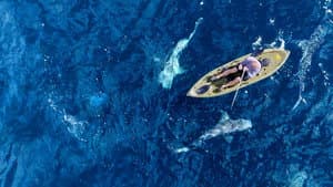 Jaws vs. Boats — foto 2