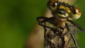 Micro Monsters with David Attenborough — foto 10