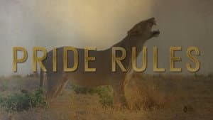 Pride Rules — foto 2