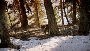 Marche avec les loups — foto 2