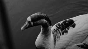 “Quack” — foto 3