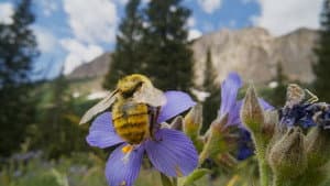 Bugs That Rule the World — foto 2