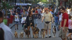 Siete perros — foto 2