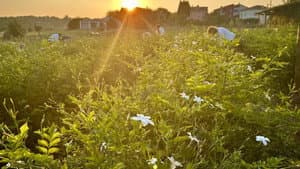 Fleurs à parfum, retour en Grasse — foto 5