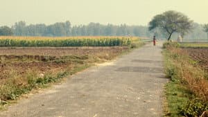 Le Champ de Maïs — foto 3