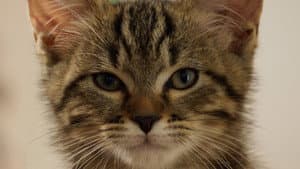 Mon chat et moi, la grande aventure de Rroû — foto 7