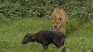 Big Cat Odyssey: Revealed — foto 4