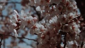 Sakura, Sakura — foto 1