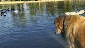 Love on a Leash — foto 2