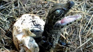 Río de Pájaros Pintados — foto 1