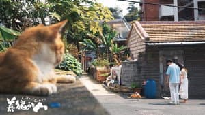 养猫的人 — foto 2