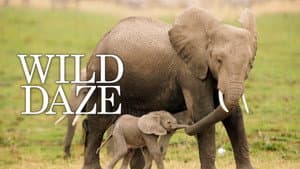 Wild Daze — foto 1