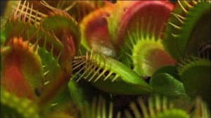 What Plants Talk About — foto 1