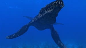 Sea Monsters — foto 3