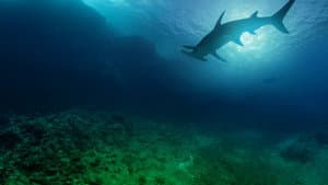 Sharkcano — foto 4