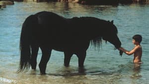El Corcel Negro — foto 4