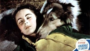 El valor de Lassie — foto 2