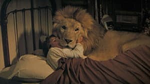 Roar — foto 10